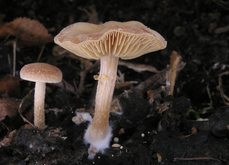 Tubaria furfuracea